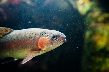 A close-up Photography of Gray and Orange Fish