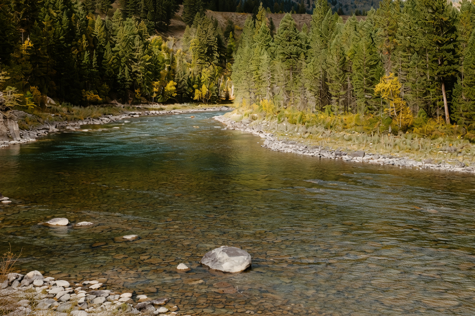A clear, shallow river flowing over a rocky bed, bordered by evergreen forest with hints of autumn colour