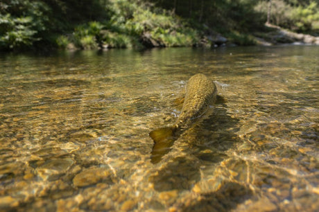 A trout swims away through a clear, shallow stream, its body fading into rippling water over a rocky riverbed surrounded by forest.