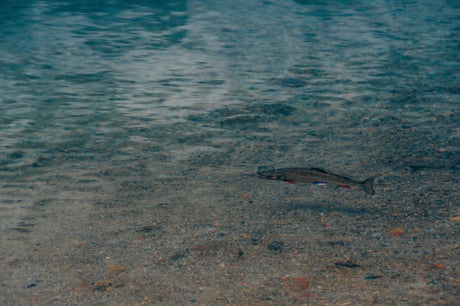 A trout swimming in clear shallow water, with a visible rocky riverbed and gentle surface reflections above.