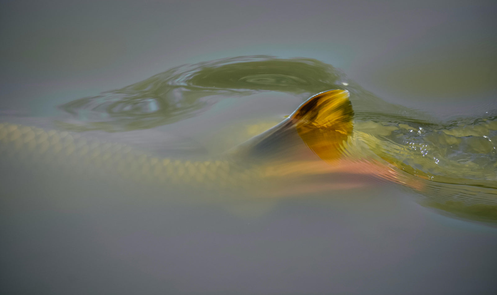 A Trout rising to the surface in calm water, captured in a soft-focus close-up during a feeding moment.